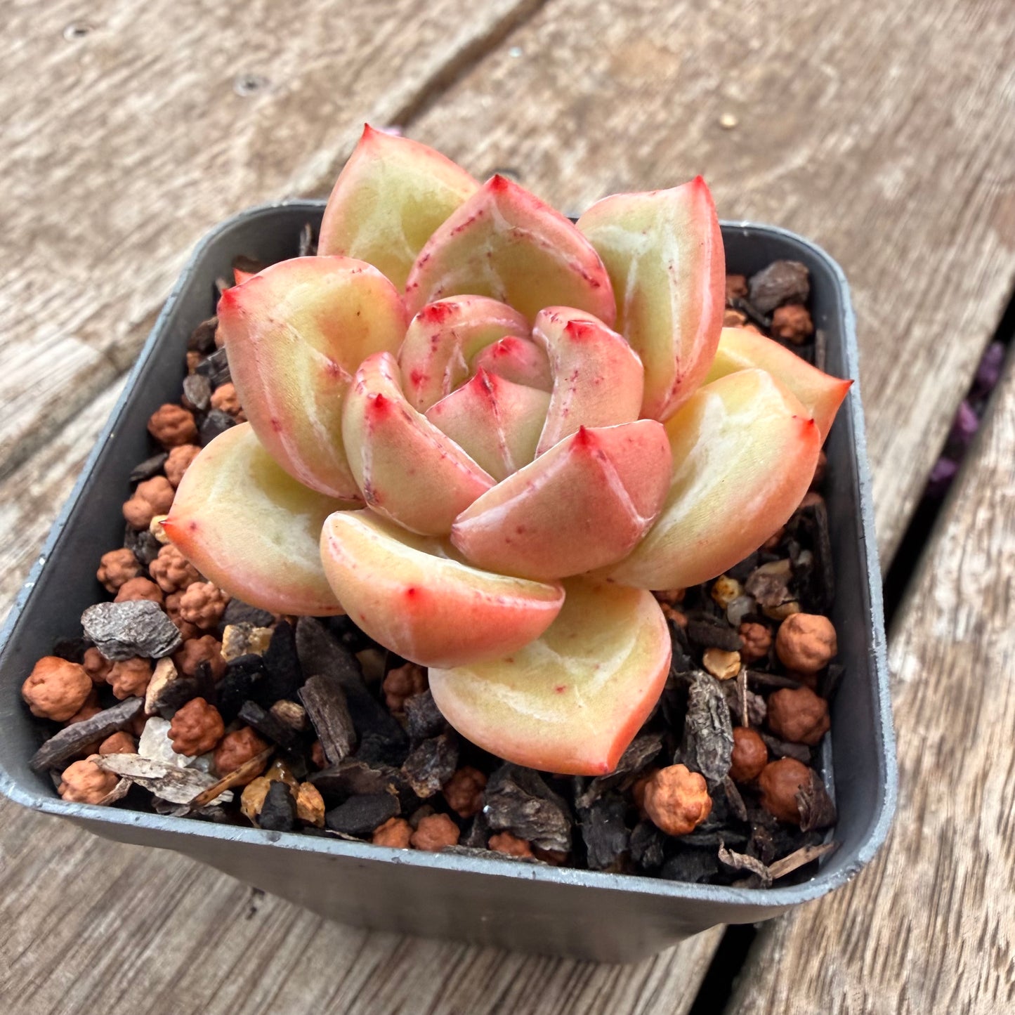 1404 Echeveria White Champagne