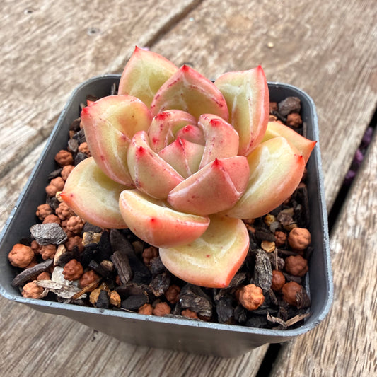 1404 Echeveria White Champagne