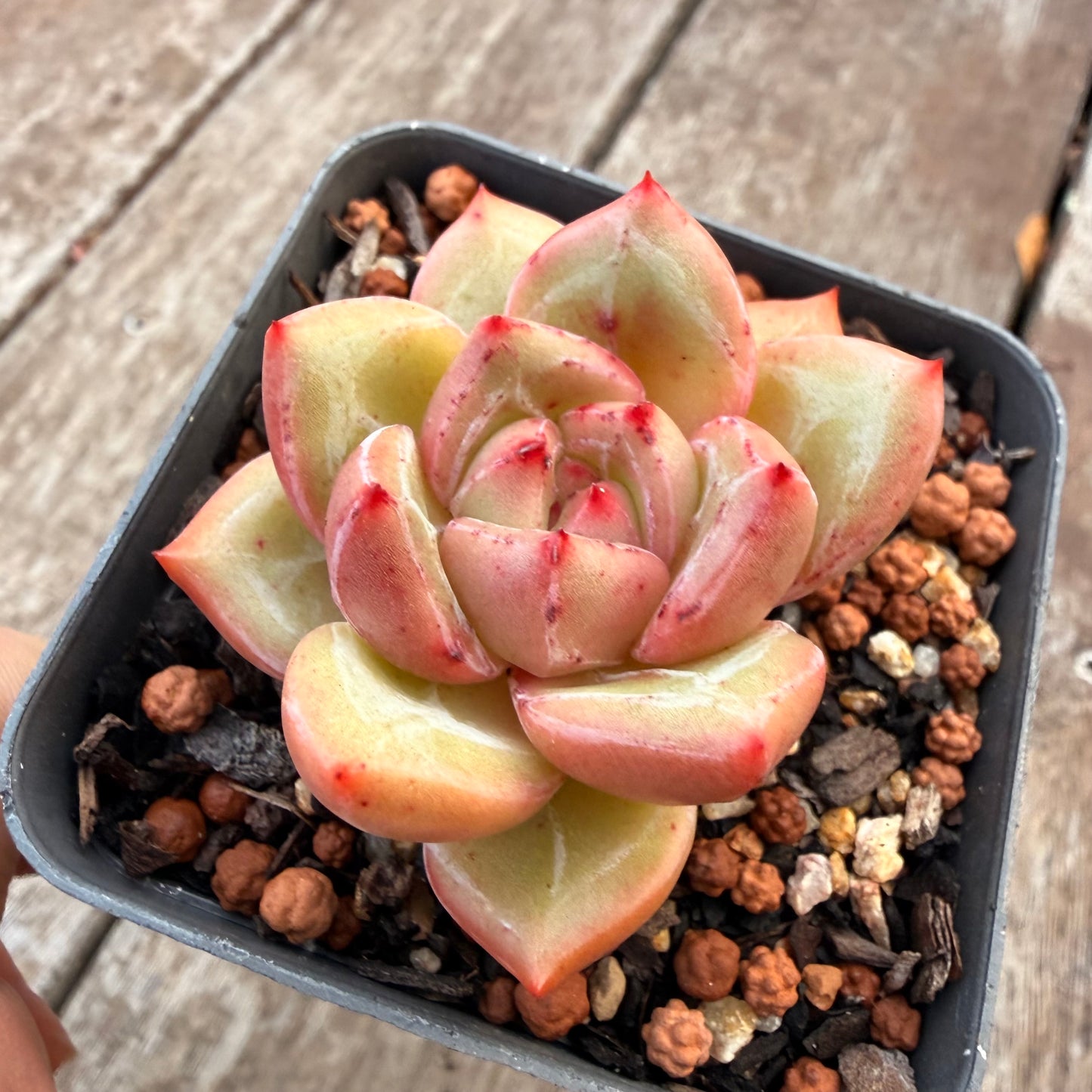 1404 Echeveria White Champagne