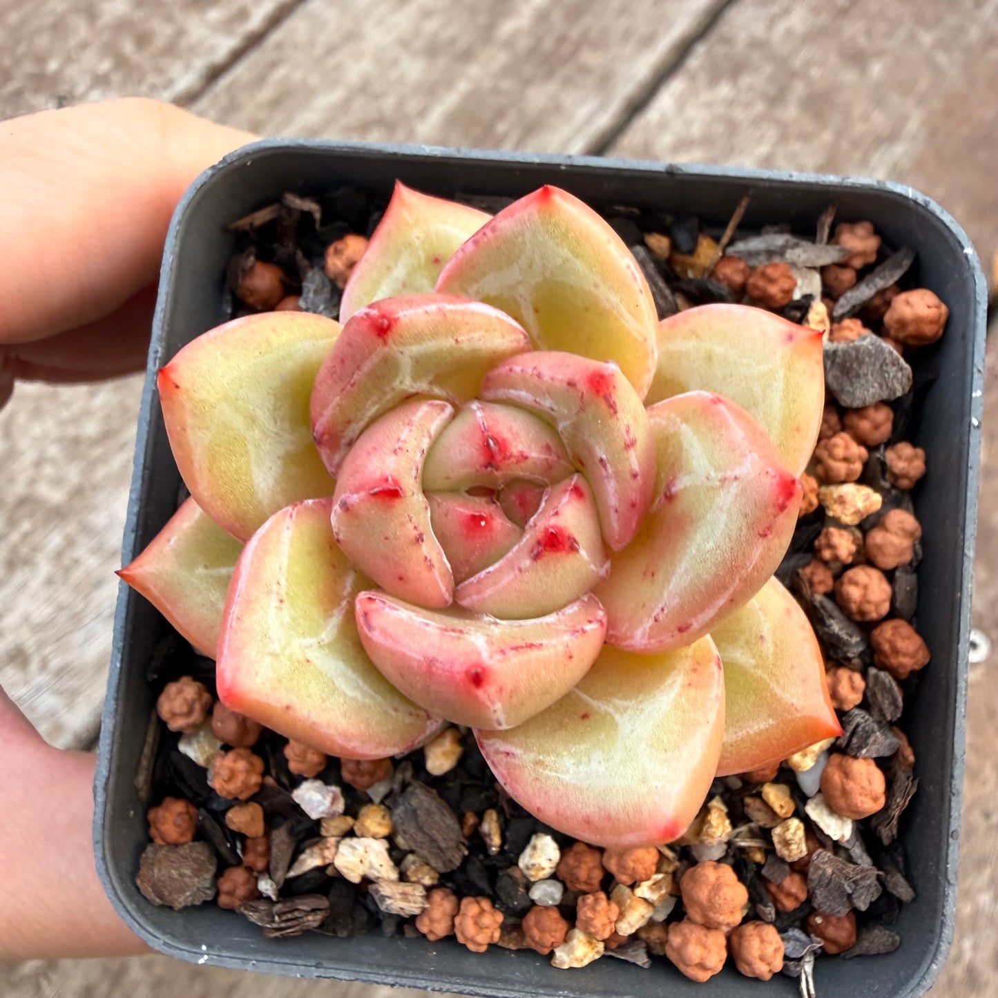 1404 Echeveria White Champagne
