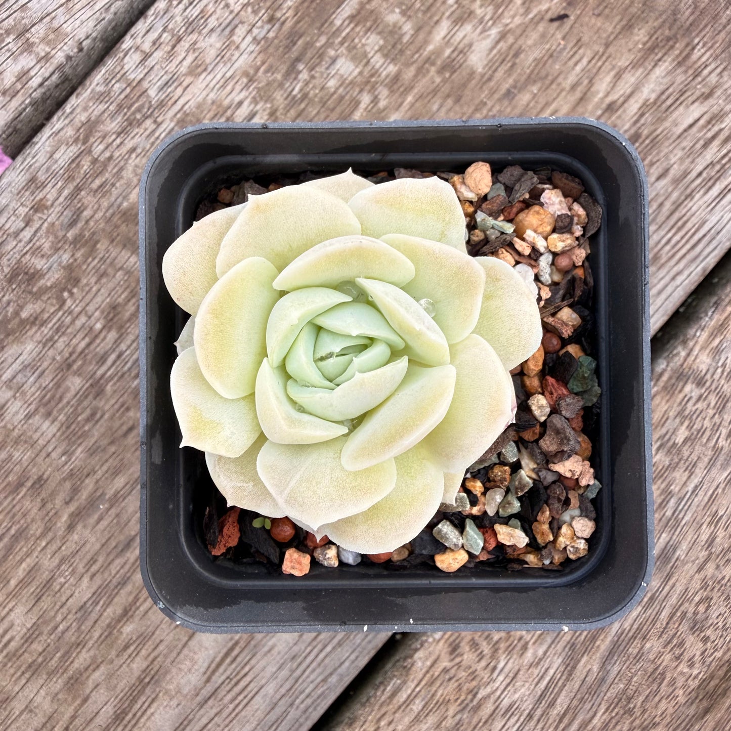 1404 Echeveria 'Jade Rose'