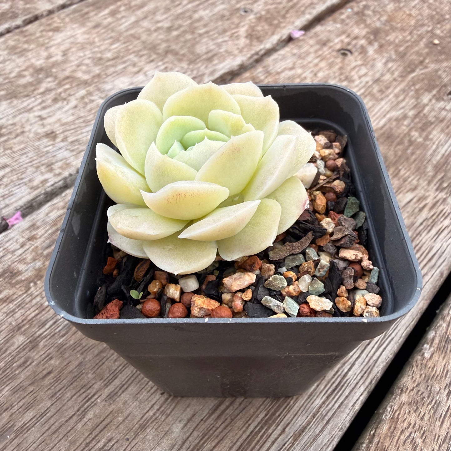 1404 Echeveria 'Jade Rose'