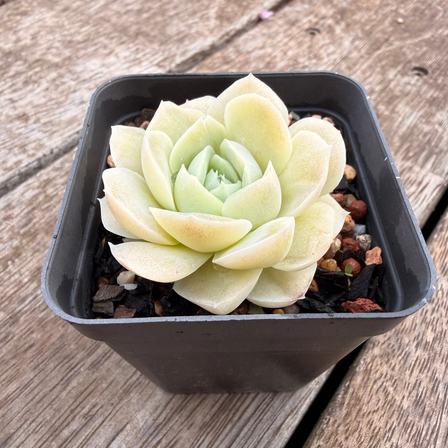 1404 Echeveria 'Jade Rose'