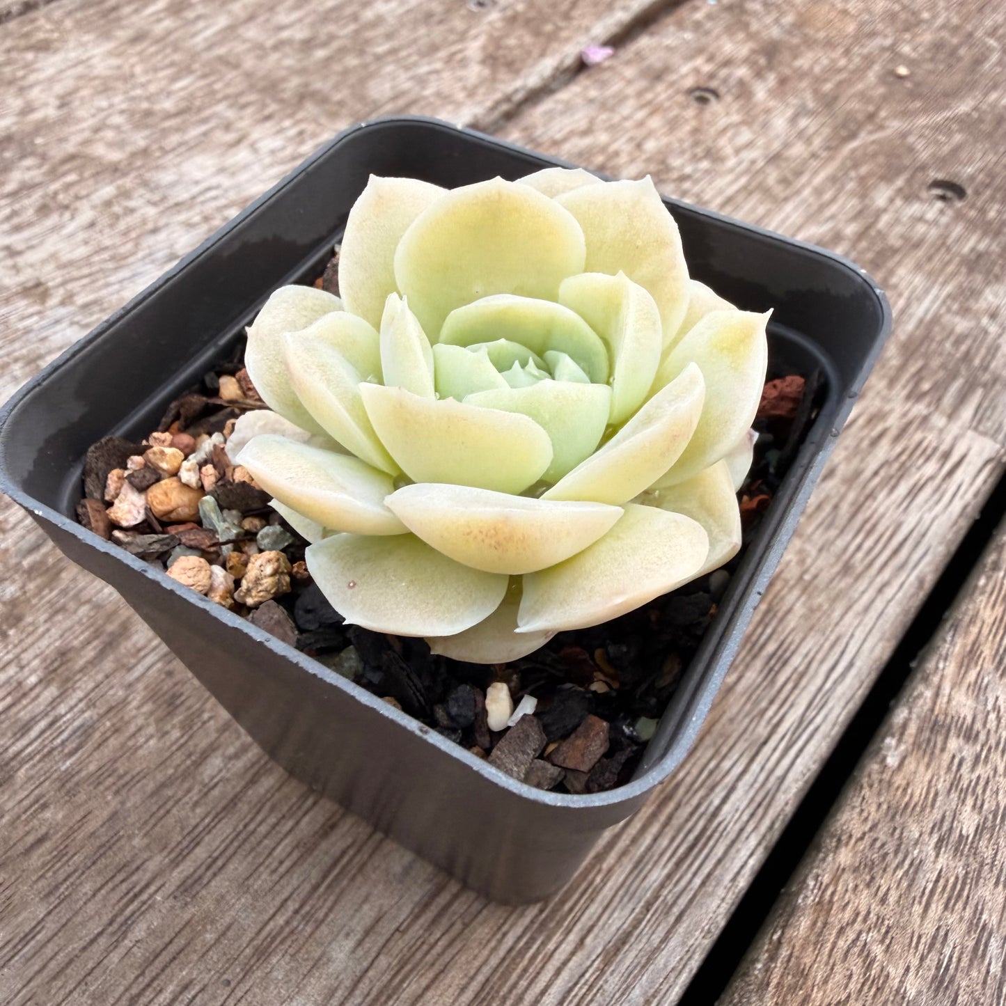 1404 Echeveria 'Jade Rose'