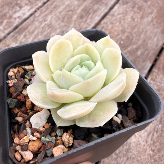 1404 Echeveria 'Jade Rose'