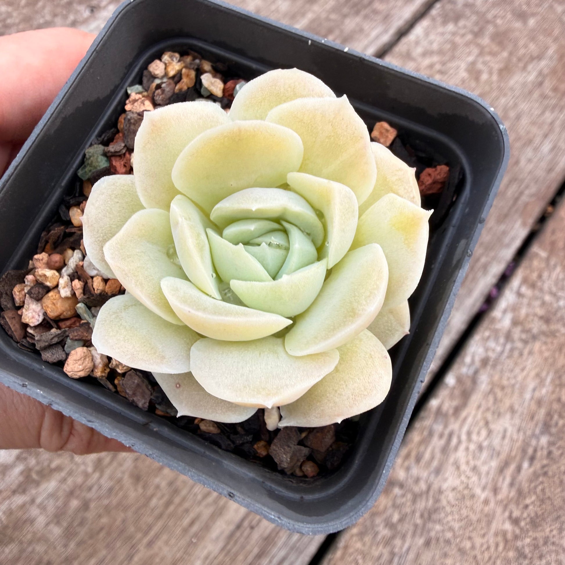 rose jade succulent 1404 Echeveria 'Jade Rose'
