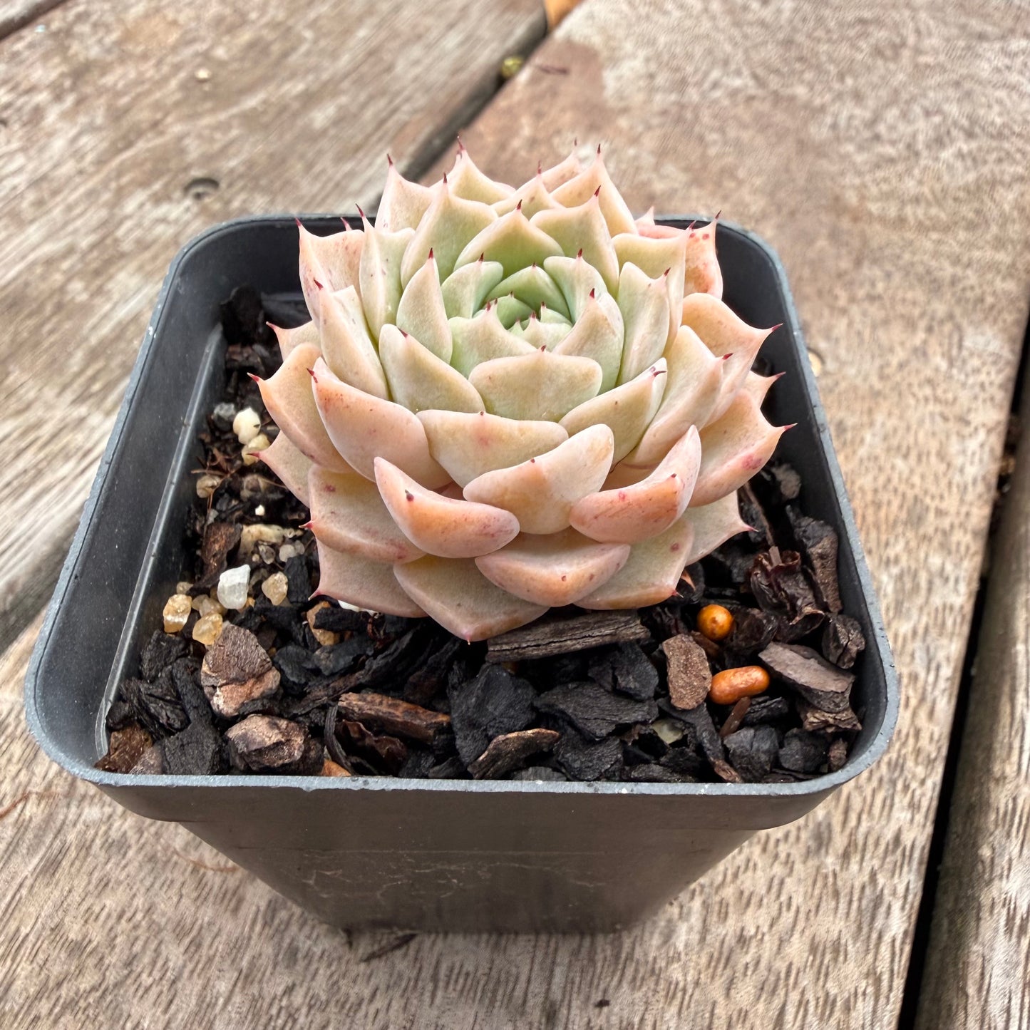 1404 Echeveria 'Margaret Star'