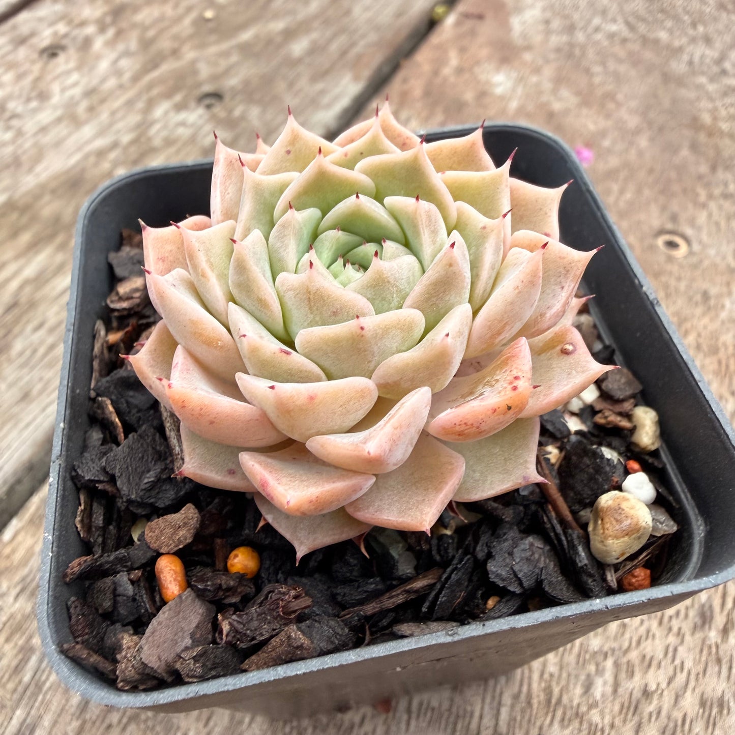 1404 Echeveria 'Margaret Star'