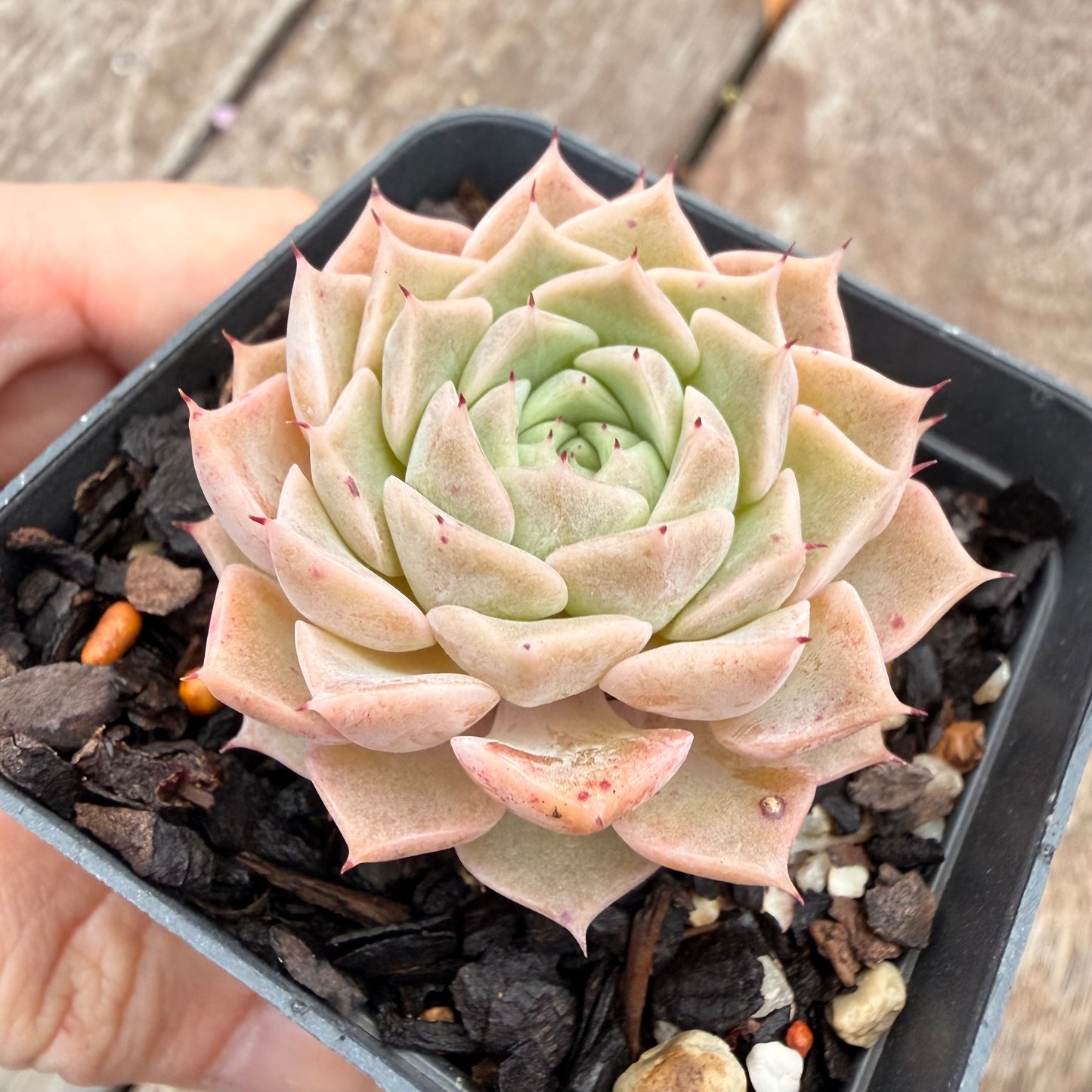 1404 Echeveria 'Margaret Star'