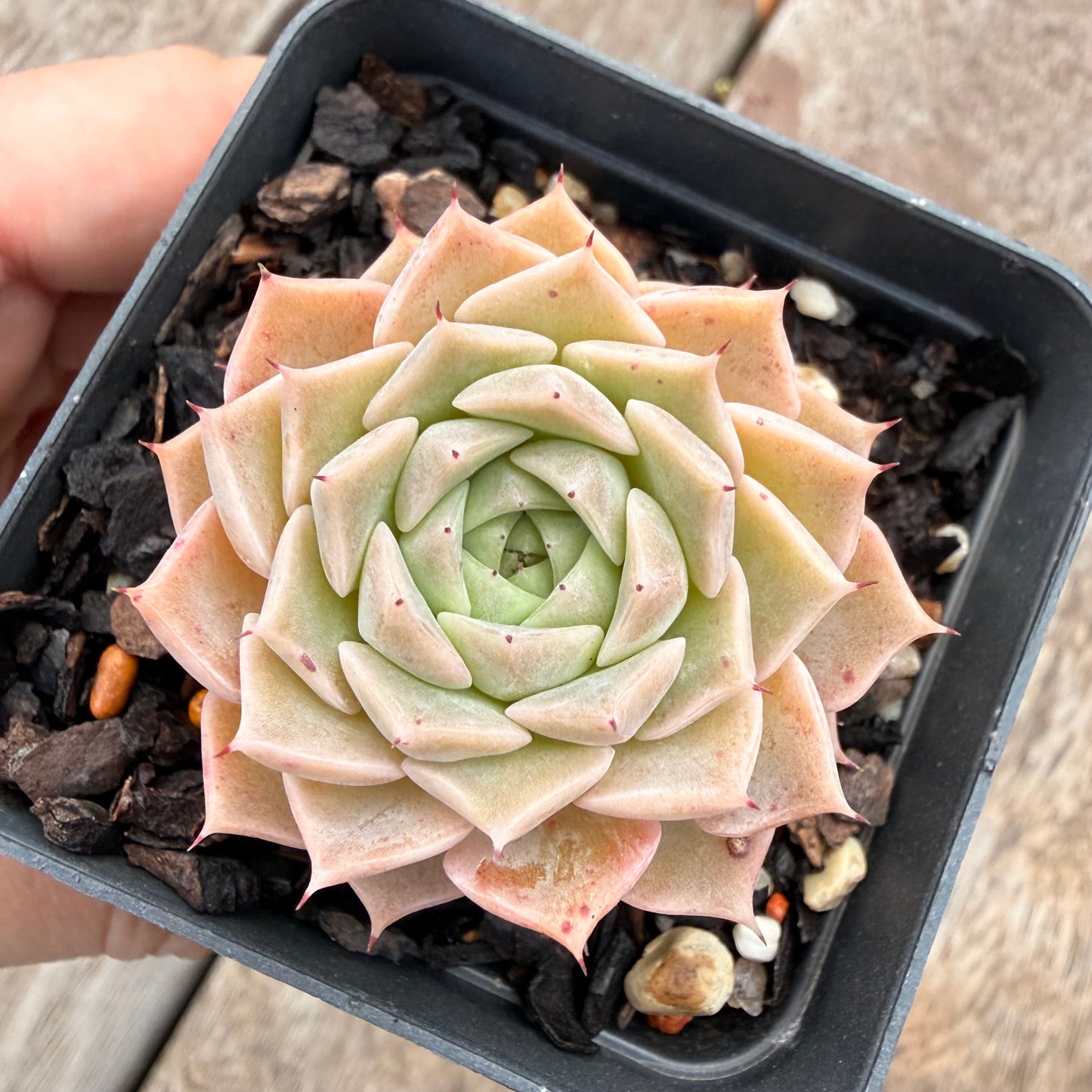 1404 Echeveria 'Margaret Star'