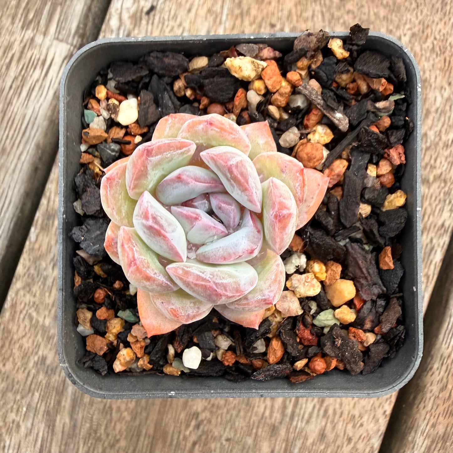 1404 Echeveria 'Snow Blossom'