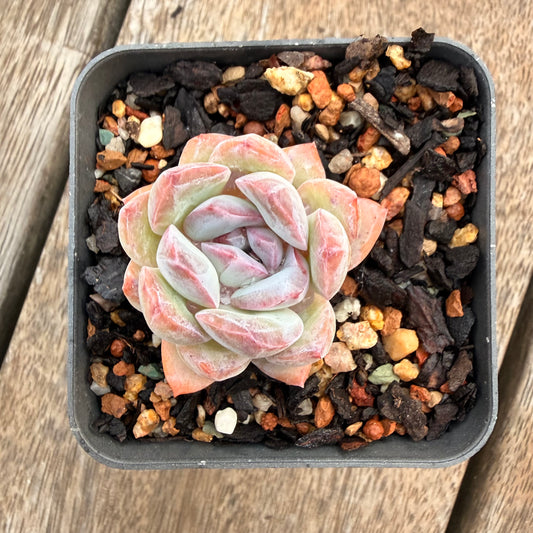 1404 Echeveria 'Snow Blossom'