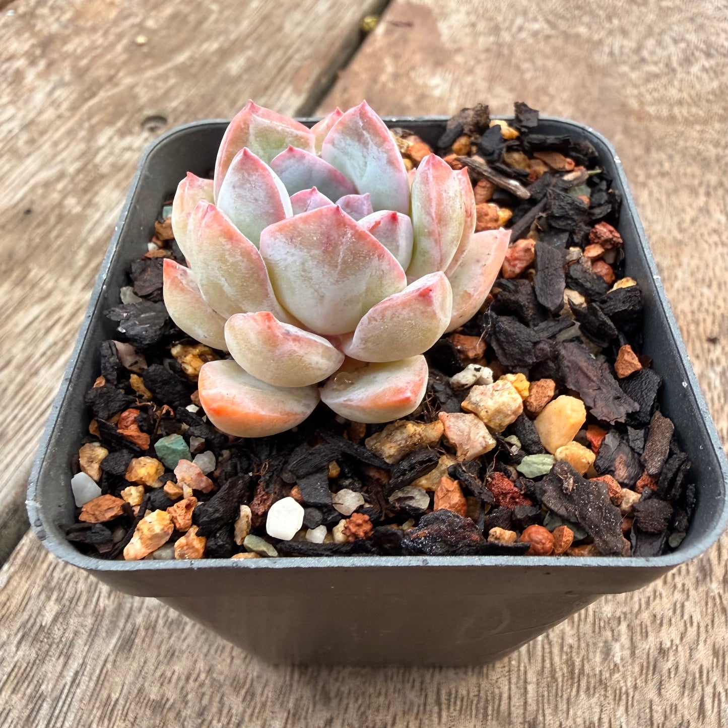 1404 Echeveria 'Snow Blossom'