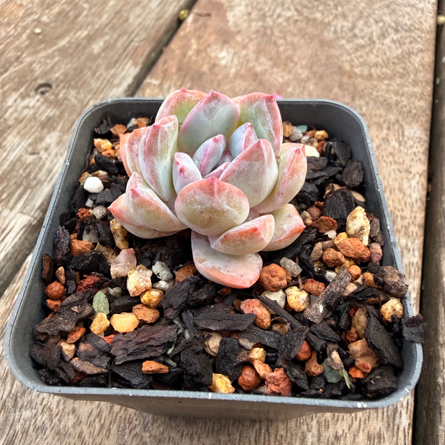 1404 Echeveria 'Snow Blossom'