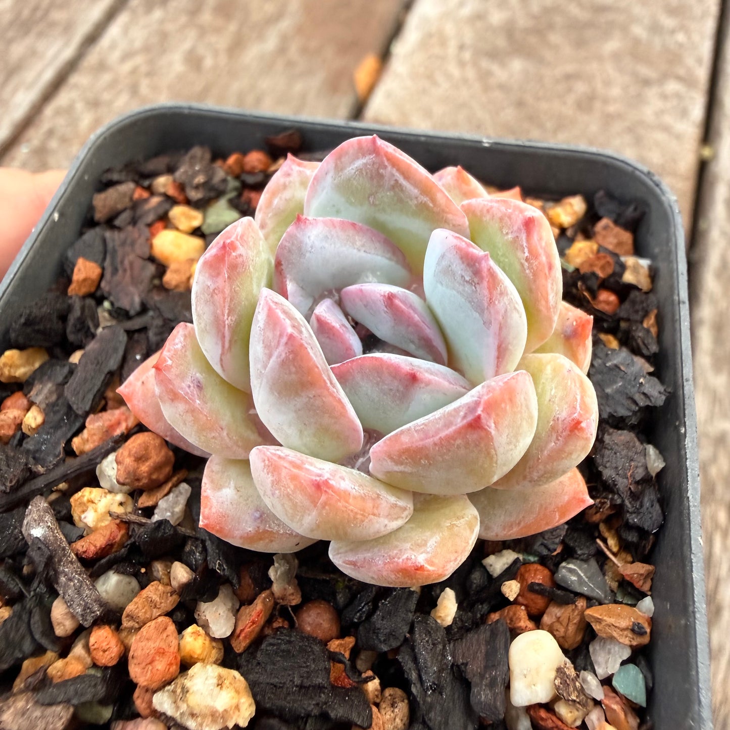 1404 Echeveria 'Snow Blossom'