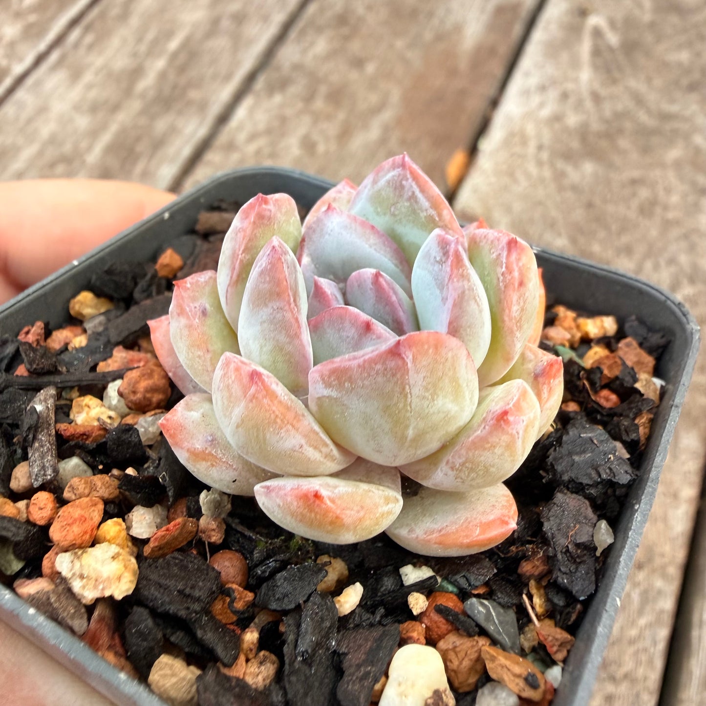 1404 Echeveria 'Snow Blossom'