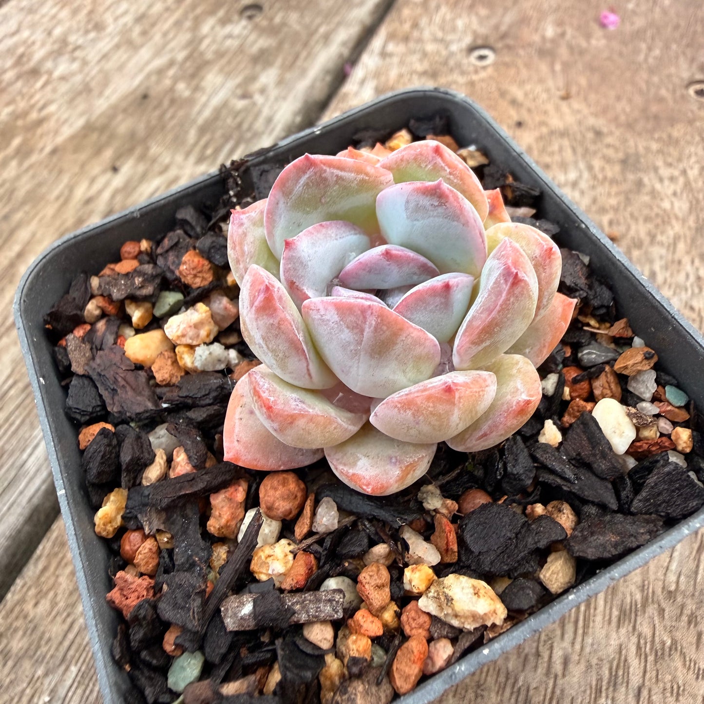 1404 Echeveria 'Snow Blossom'