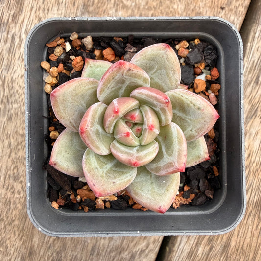 1404 Echeveria 'White Night' Champagne