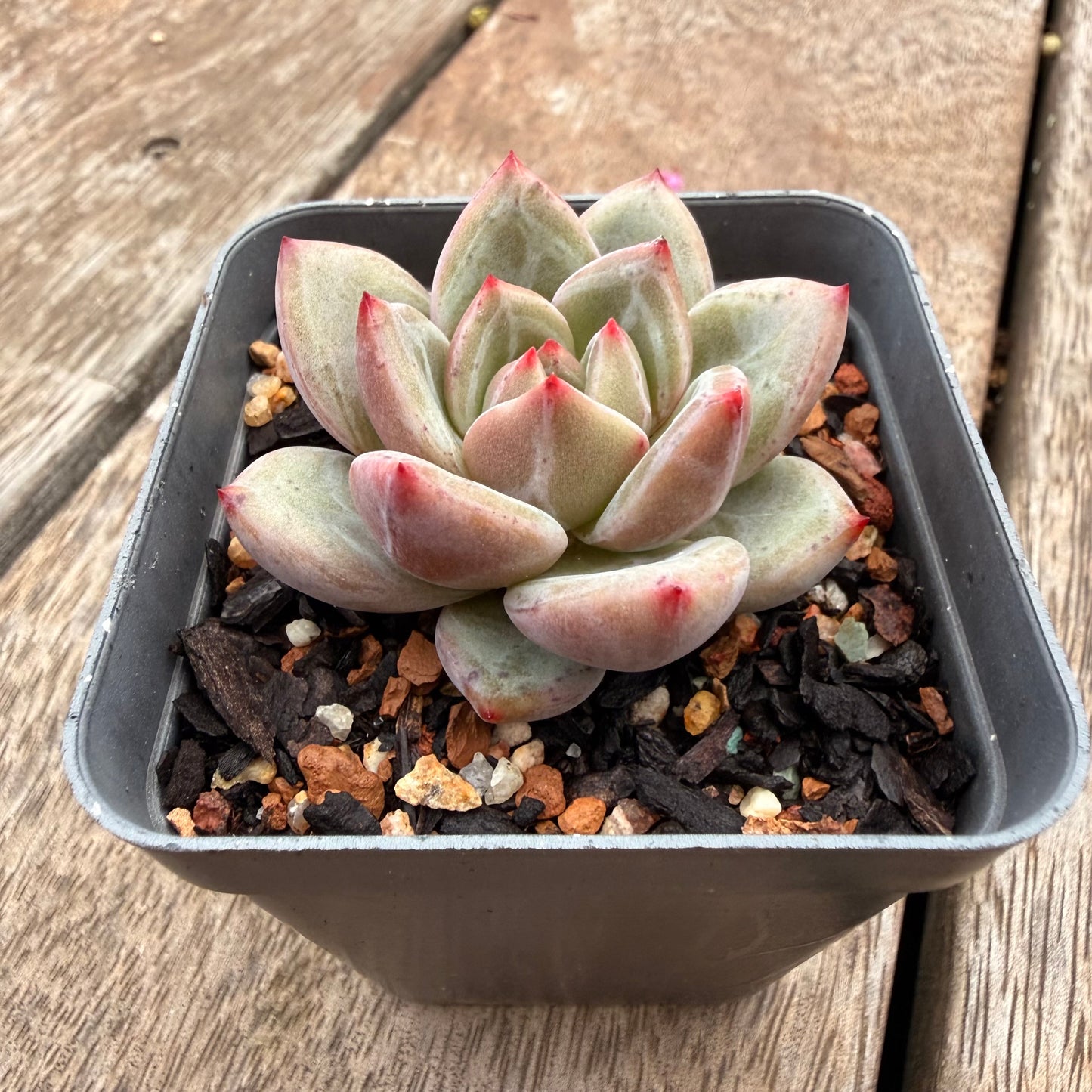 1404 Echeveria 'White Night' Champagne