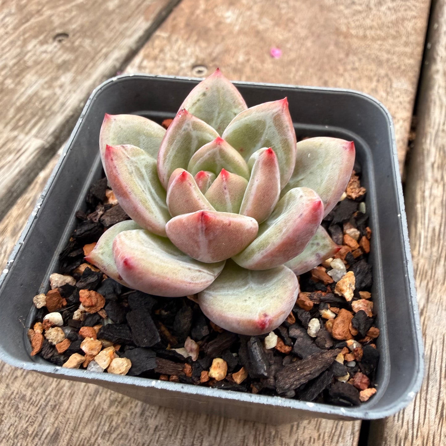 1404 Echeveria 'White Night' Champagne
