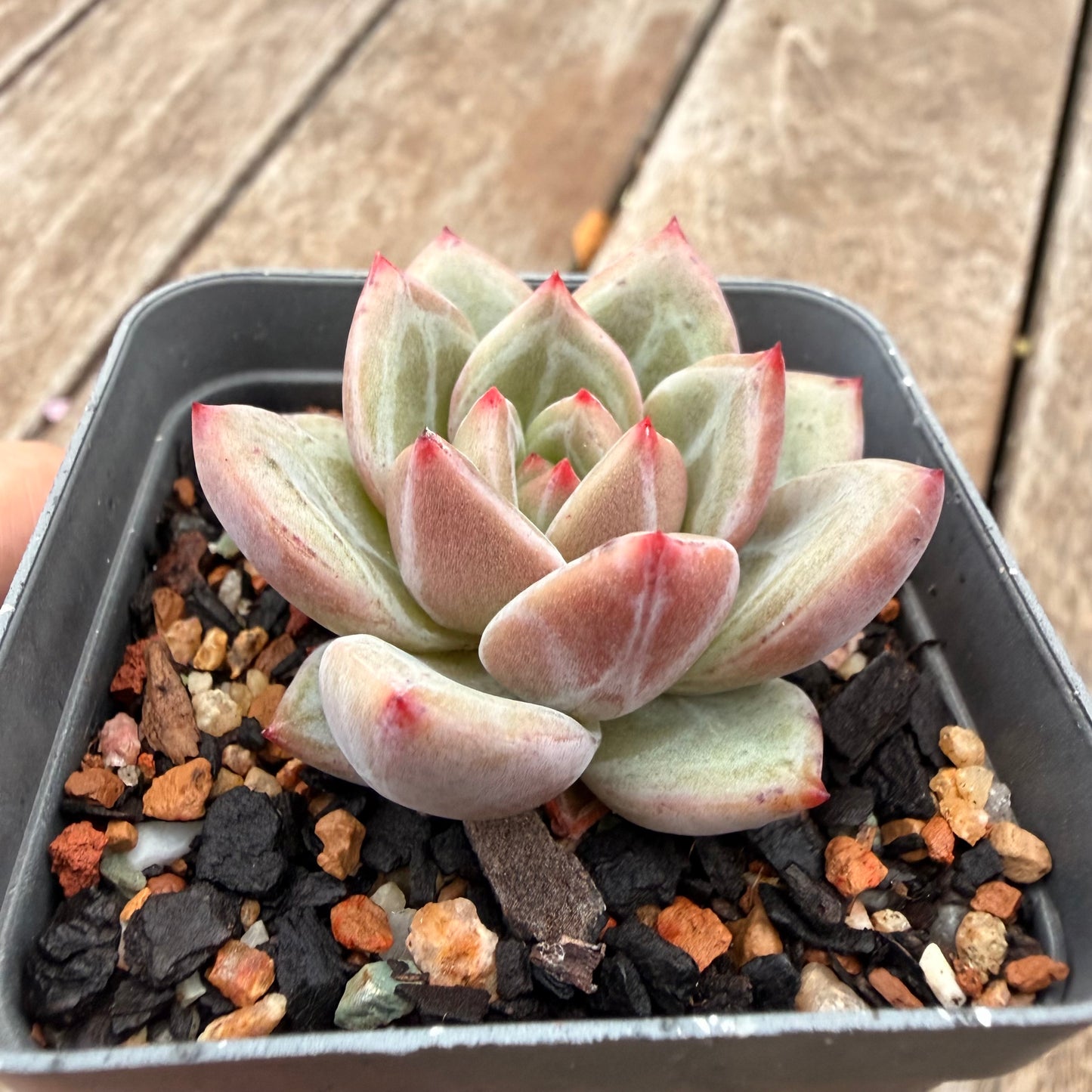 1404 Echeveria 'White Night' Champagne