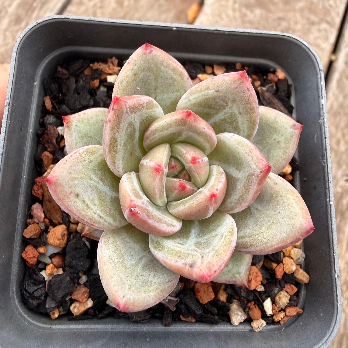 1404 Echeveria 'White Night' Champagne