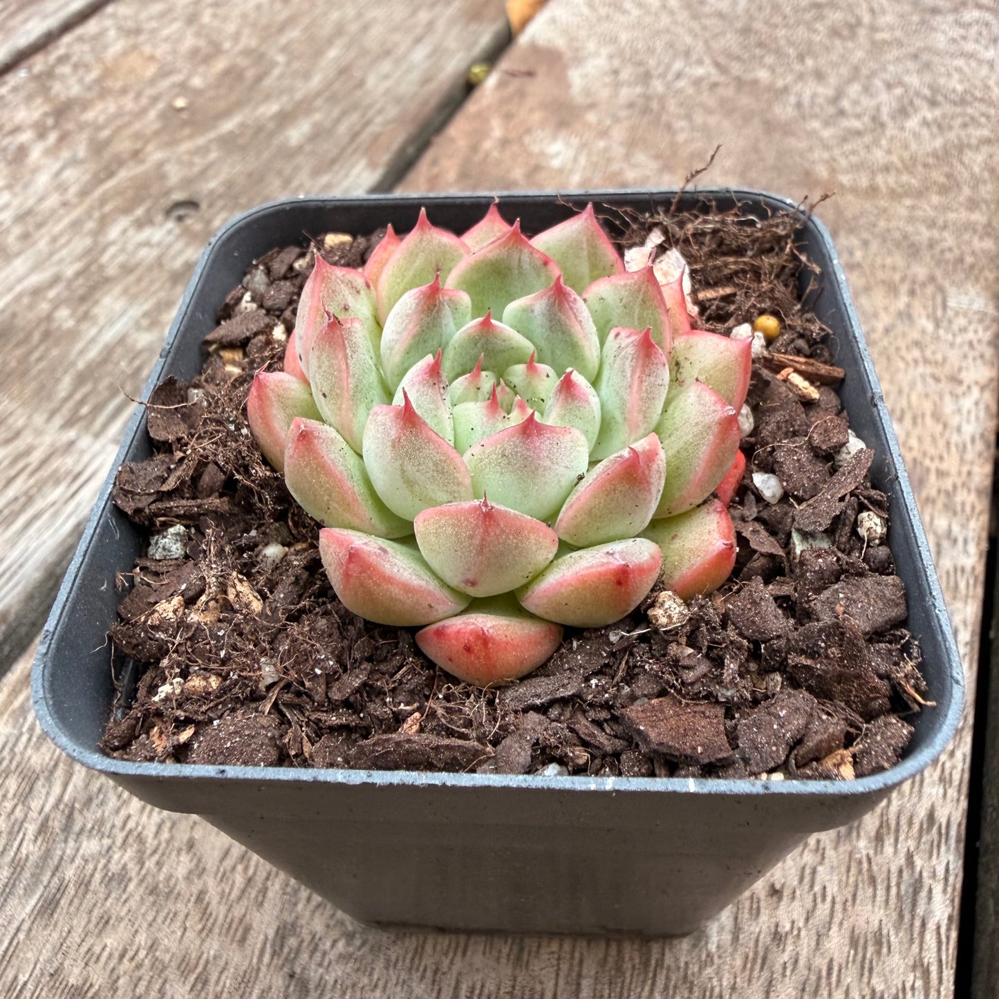 1404 Echeveria 'White Peach'
