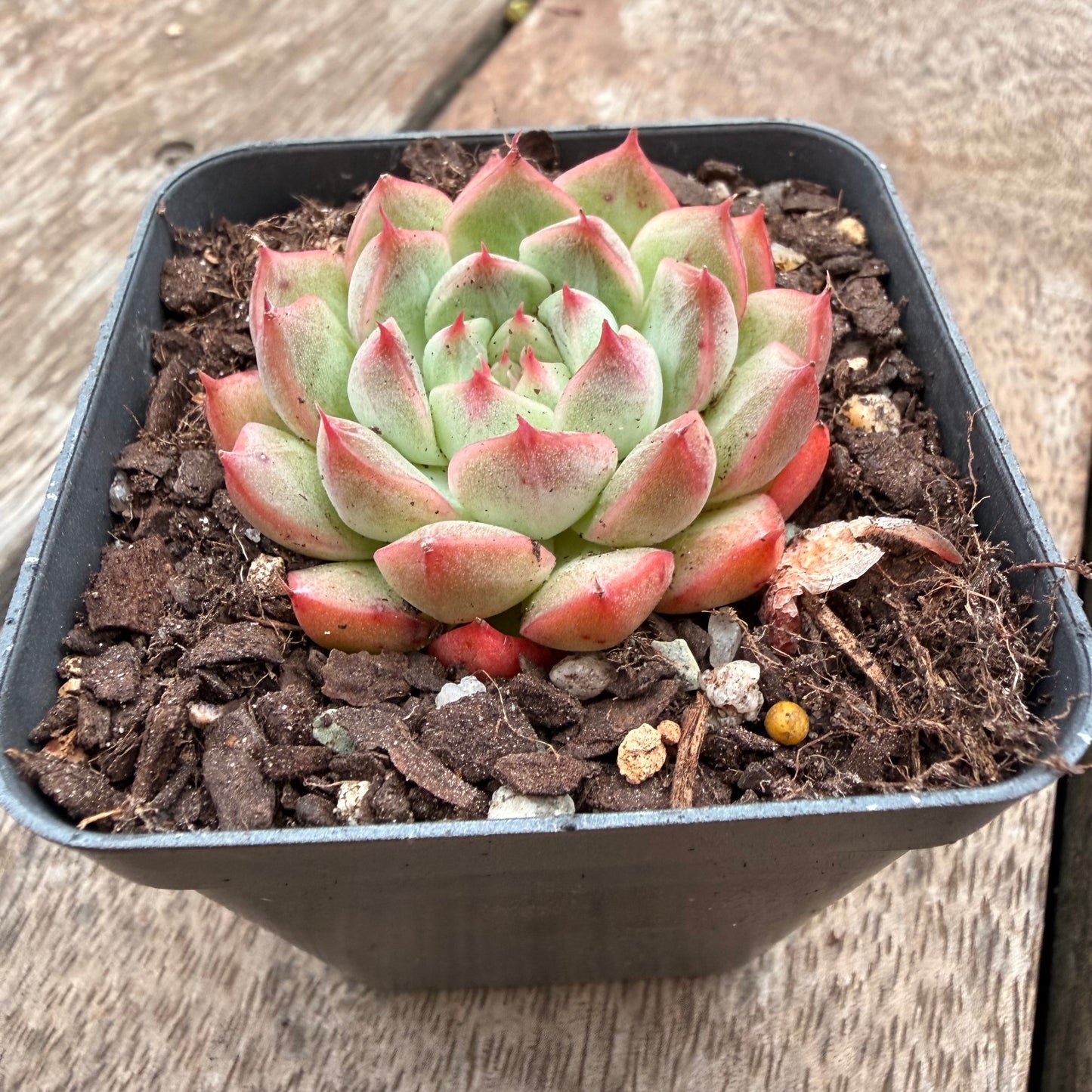 1404 Echeveria 'White Peach'
