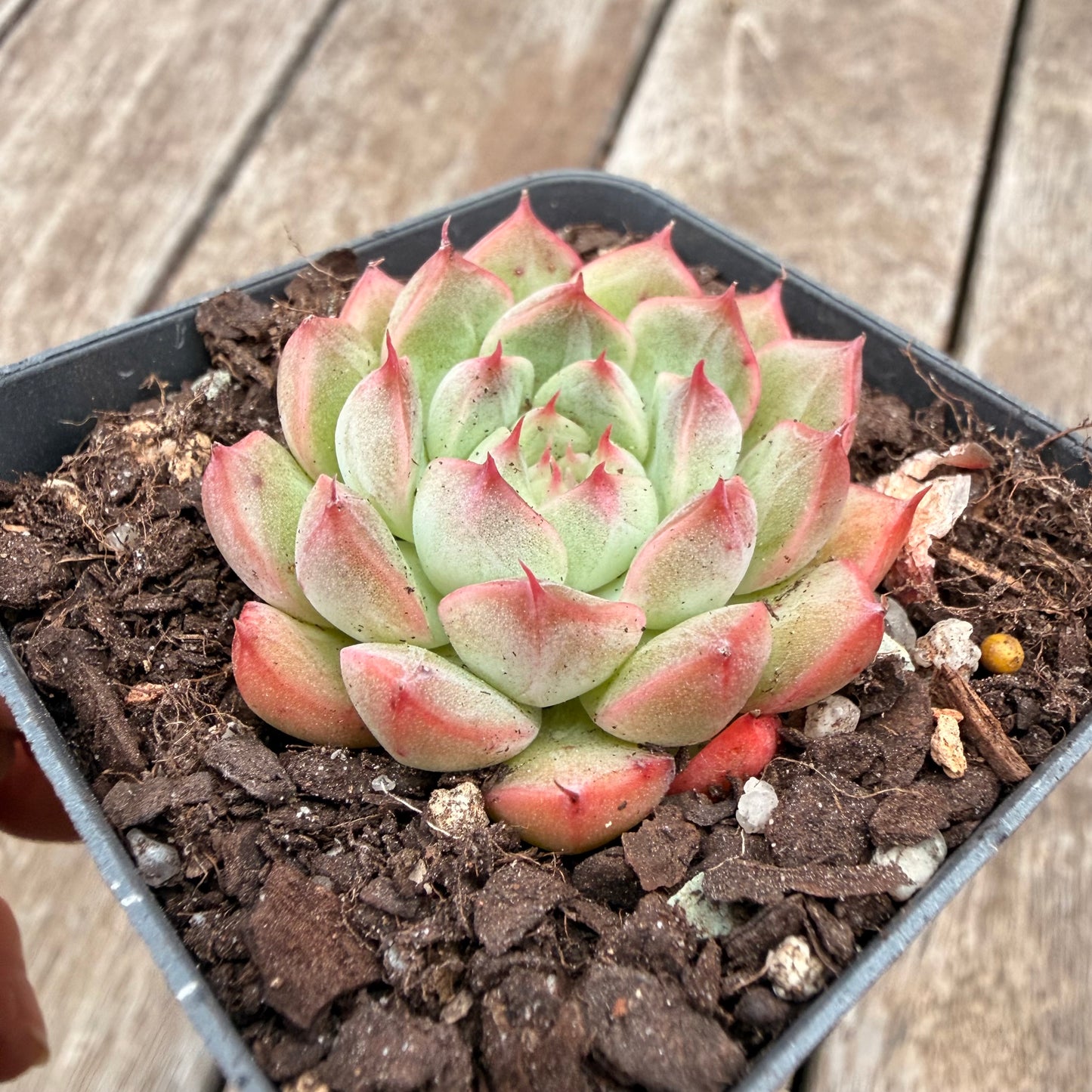1404 Echeveria 'White Peach'