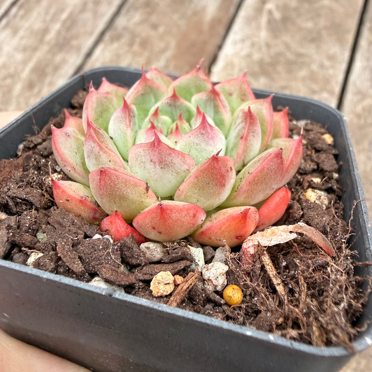 1404 Echeveria 'White Peach'