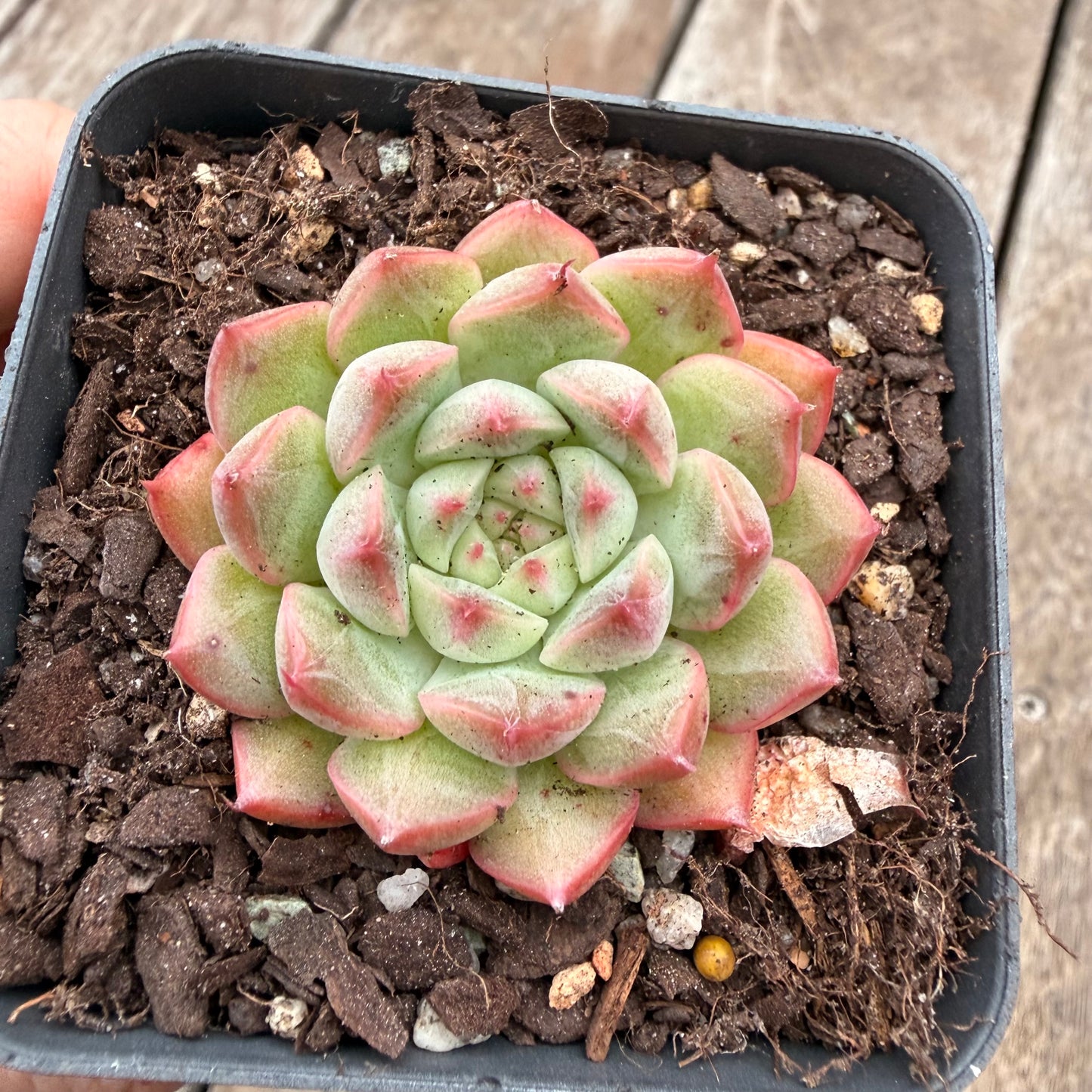 1404 Echeveria 'White Peach'