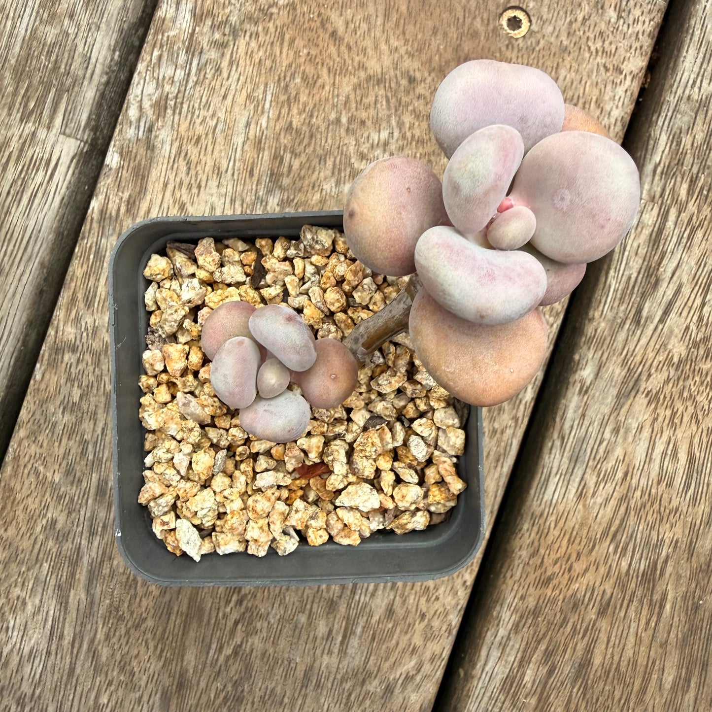1404 Graptopetalum Amethystinum / Lavender Pebbles