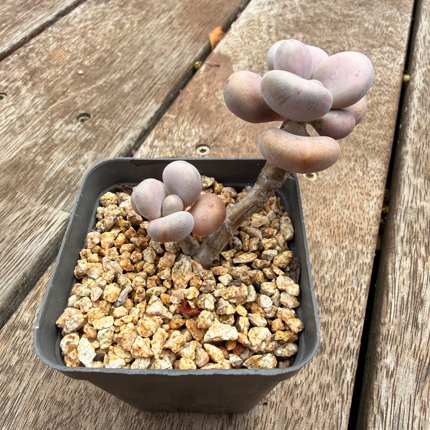 1404 Graptopetalum Amethystinum / Lavender Pebbles
