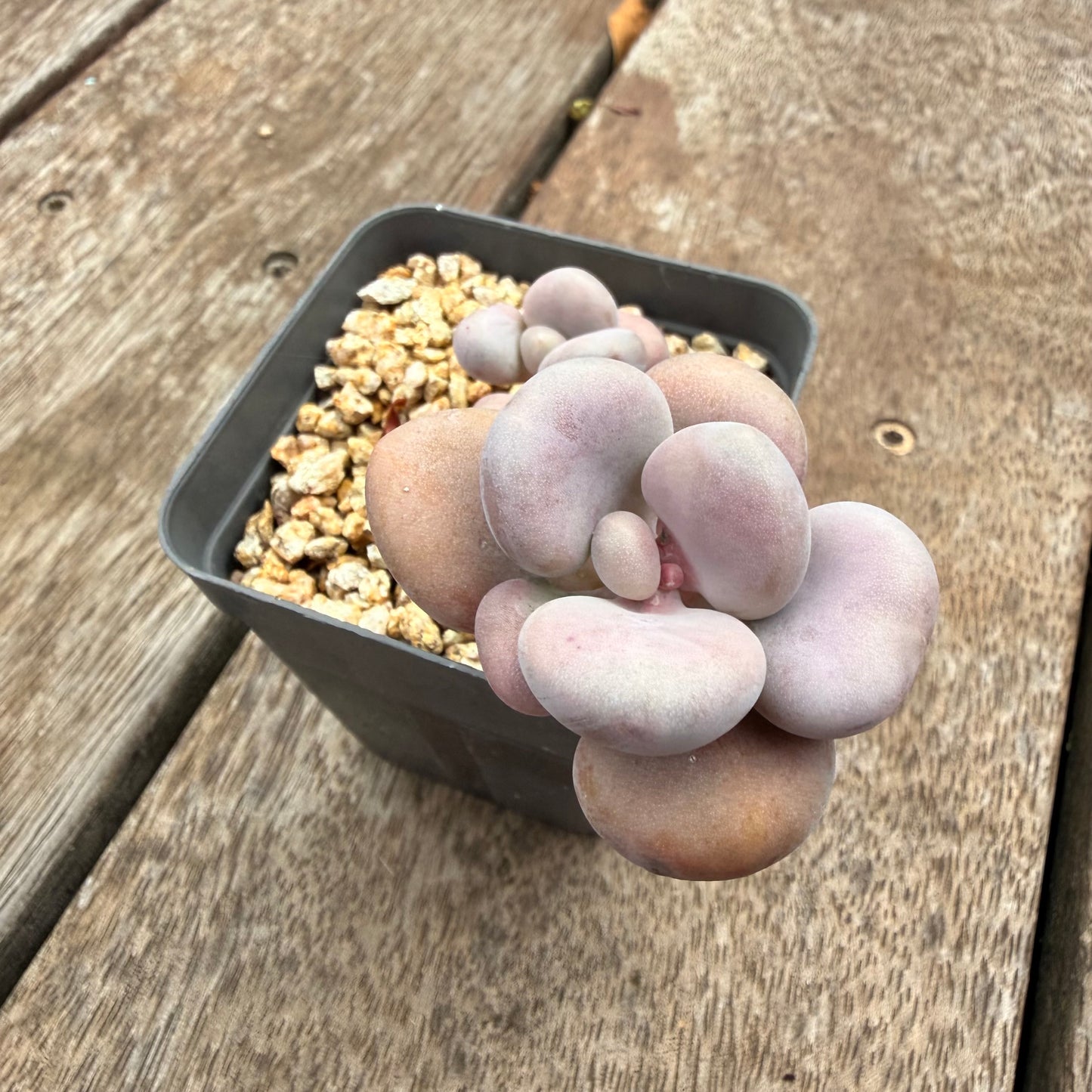 1404 Graptopetalum Amethystinum / Lavender Pebbles