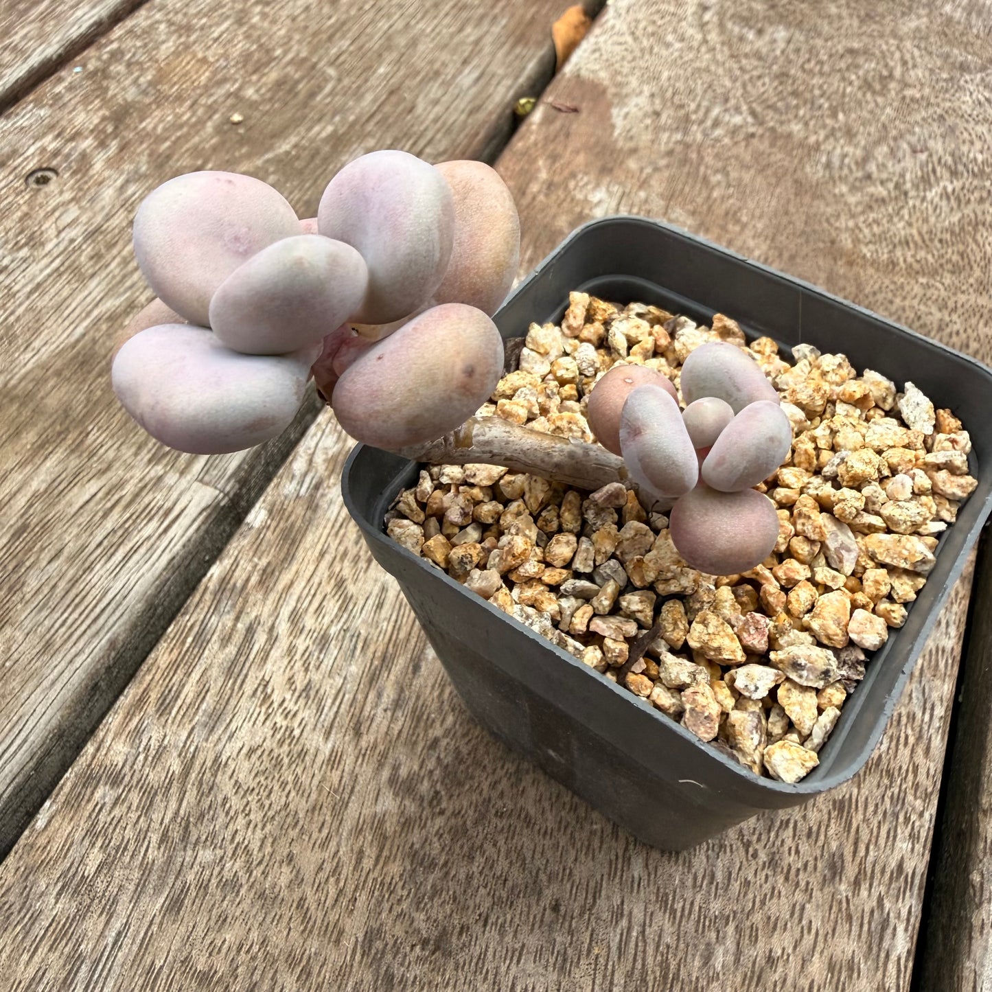 1404 Graptopetalum Amethystinum / Lavender Pebbles