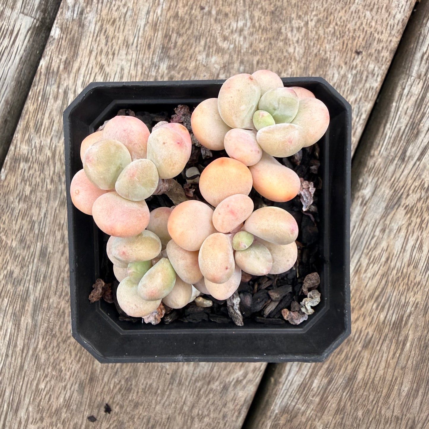 1407 Graptosedum Miul (Multi)