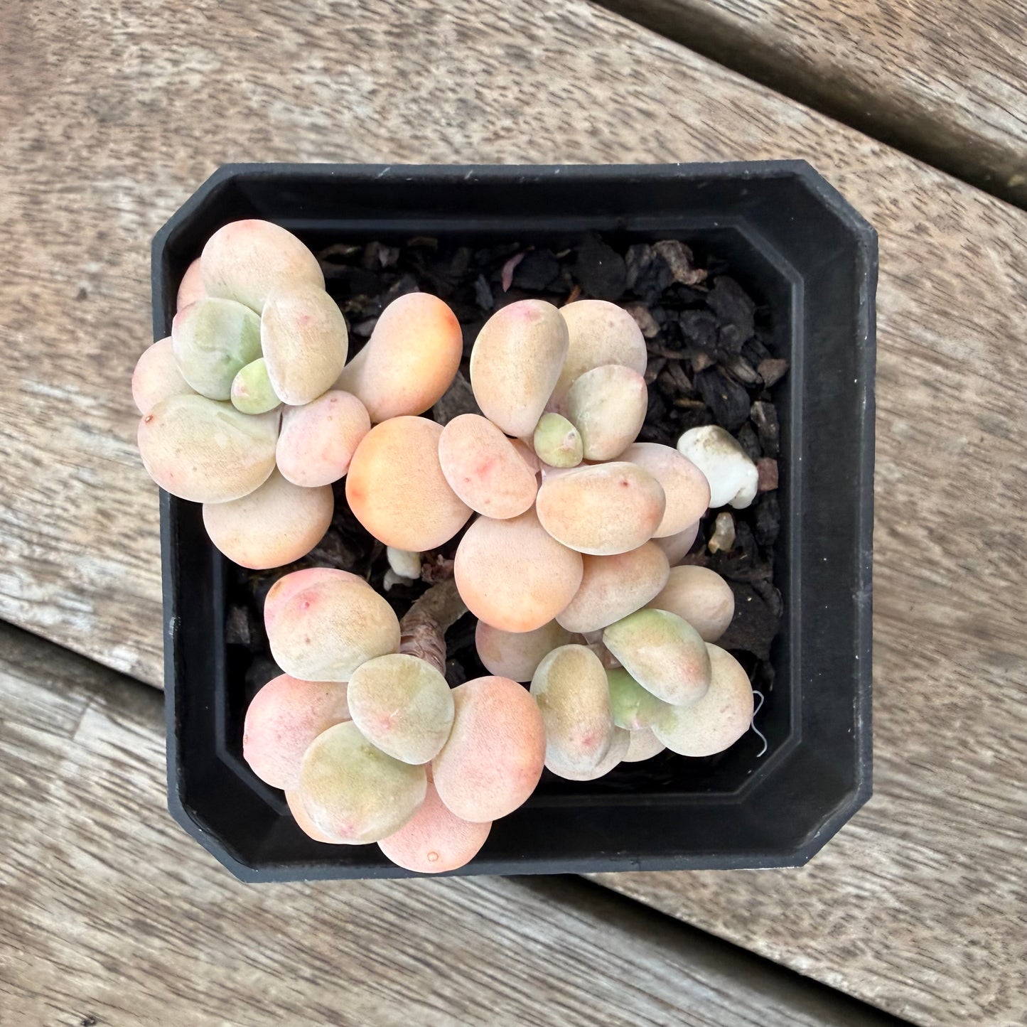 1407 Graptosedum Miul (Multi)