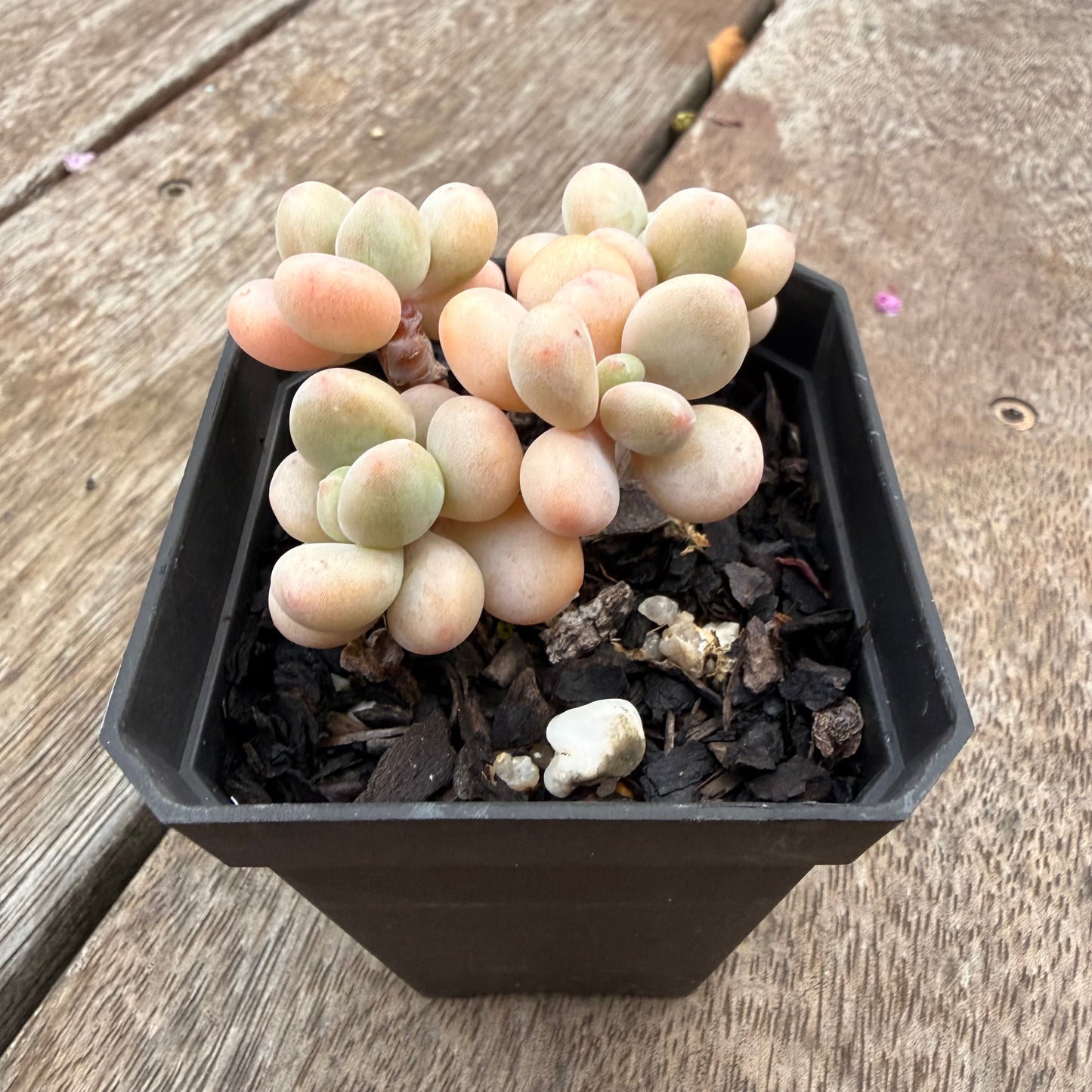 1407 Graptosedum Miul (Multi)