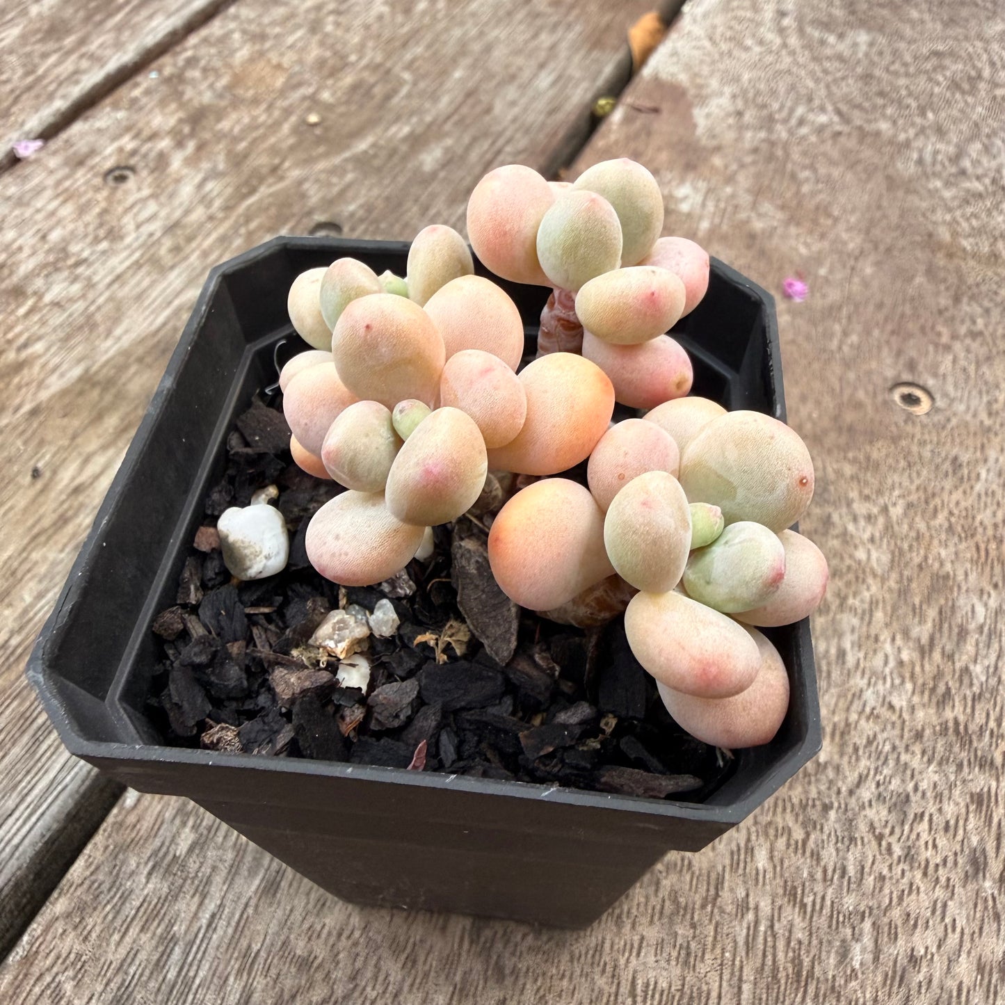 1407 Graptosedum Miul (Multi)