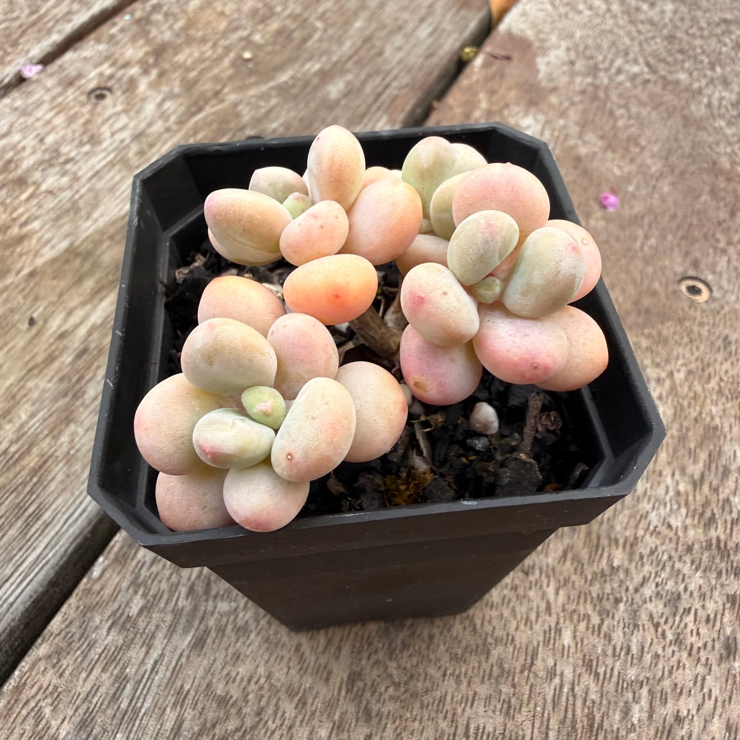 1407 Graptosedum Miul (Multi)
