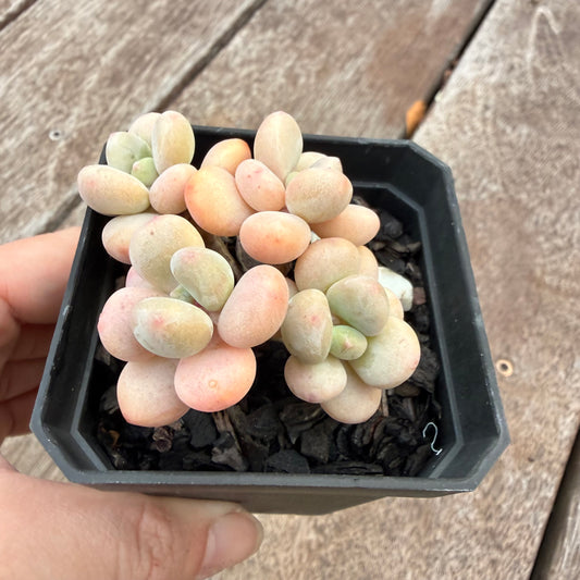 1407 Graptosedum Miul (Multi)