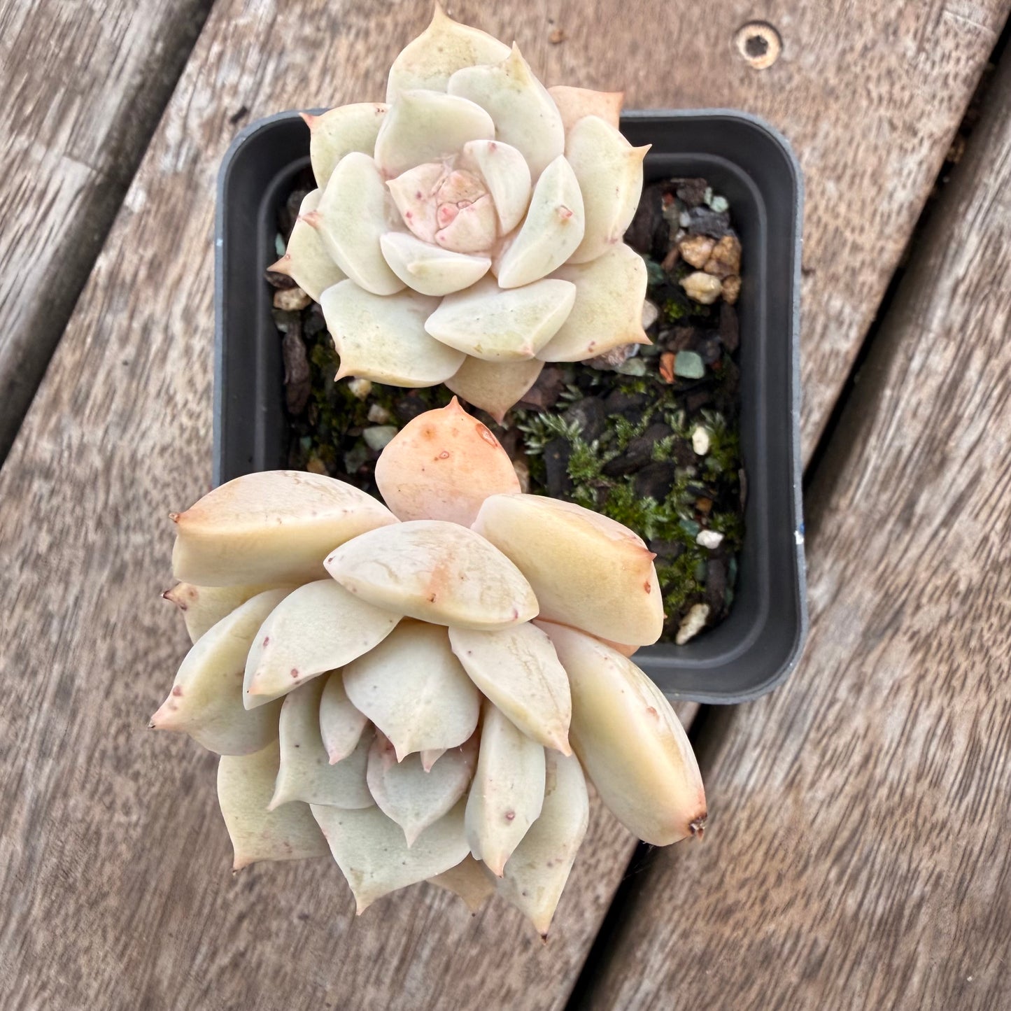 1404 Graptoveria Titubans