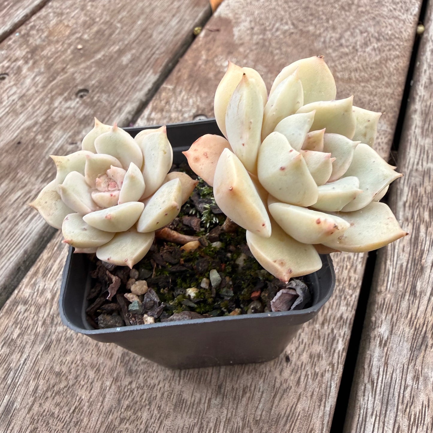 1404 Graptoveria Titubans