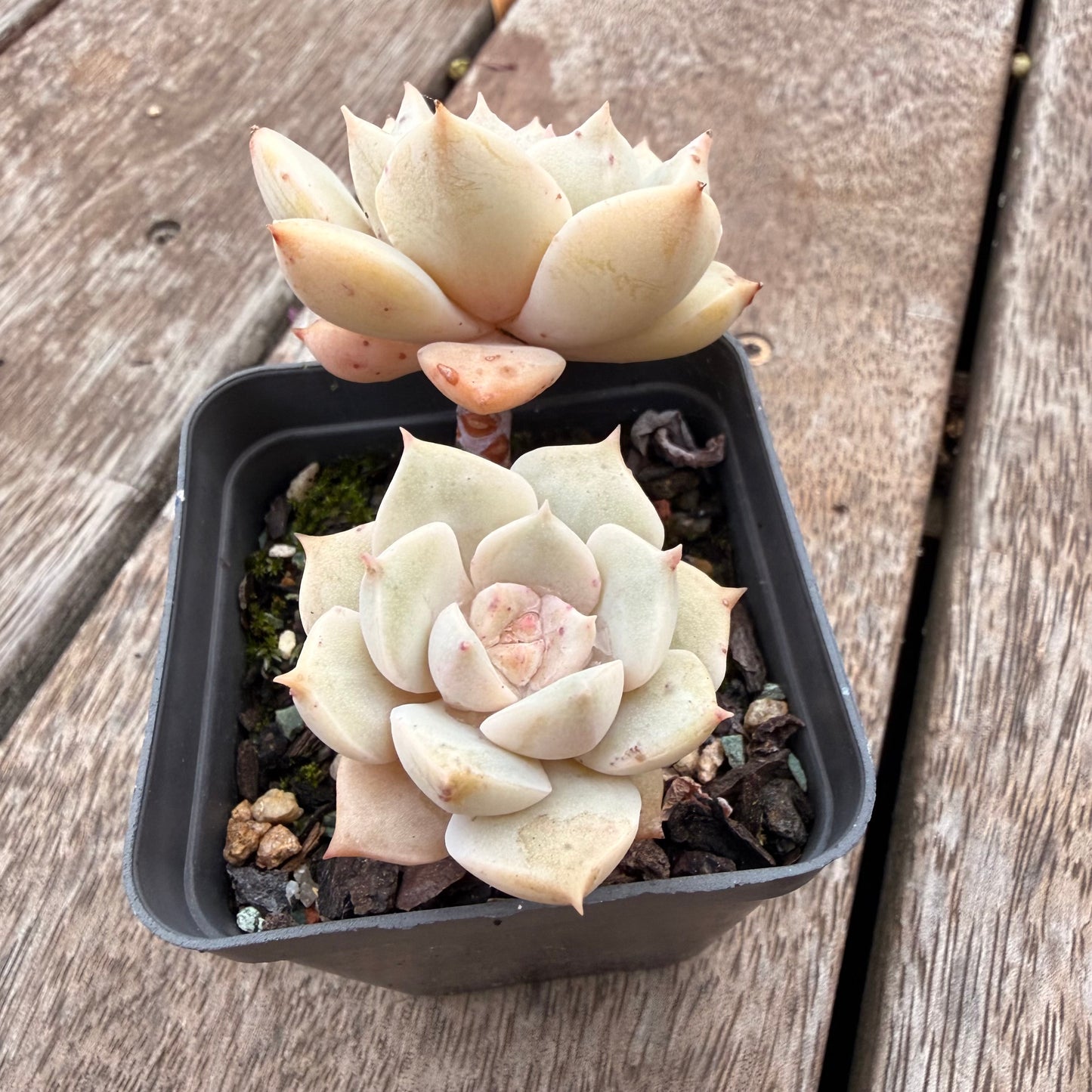 1404 Graptoveria Titubans