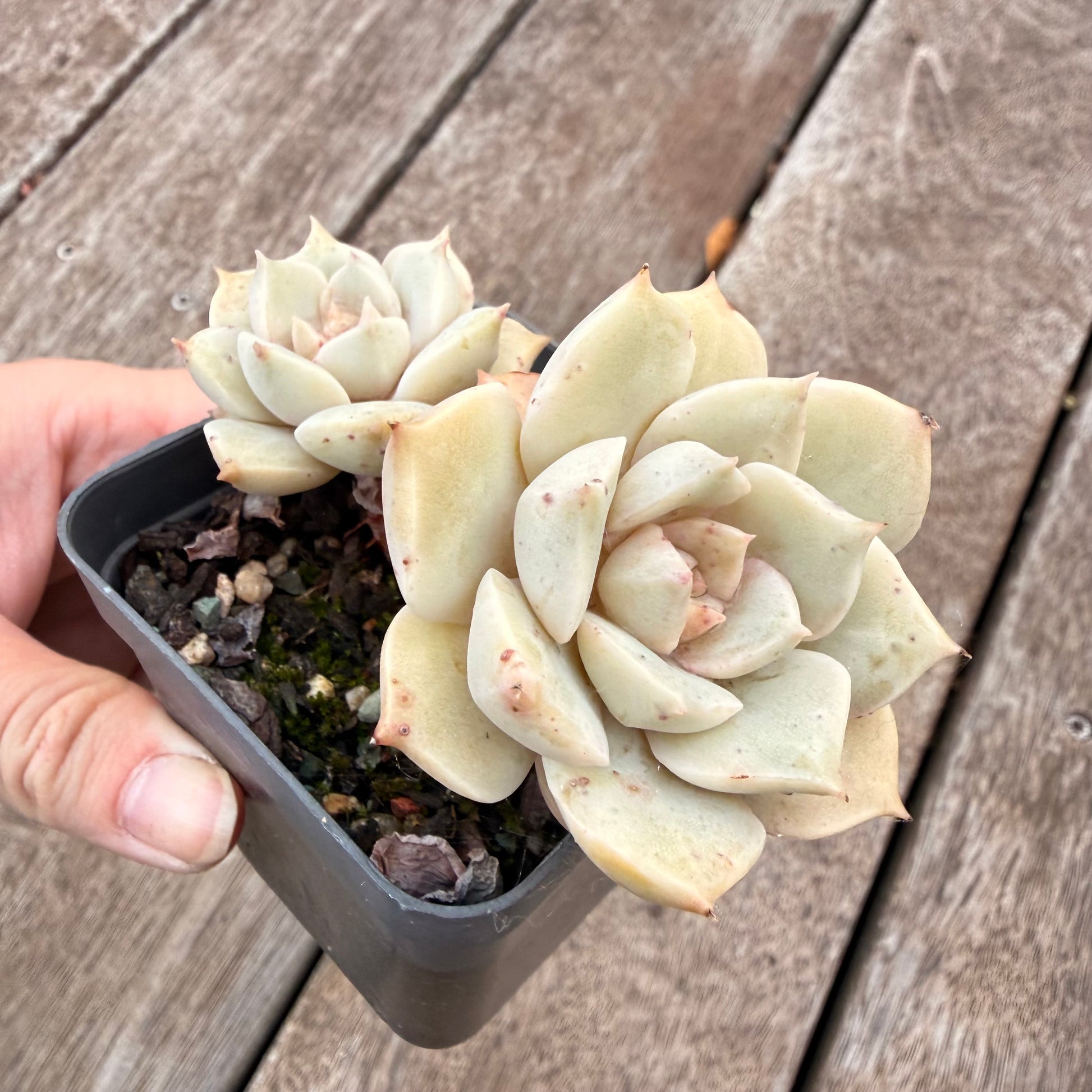 titubans succulent 1404 Graptoveria Titubans – Bella Succulent Garden
