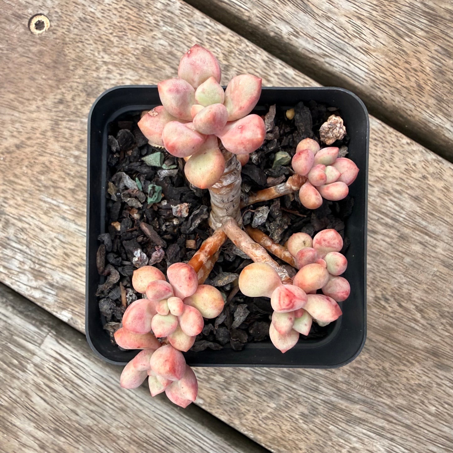 1404 Graptoveria Avant Garde (Round Leaf Form)