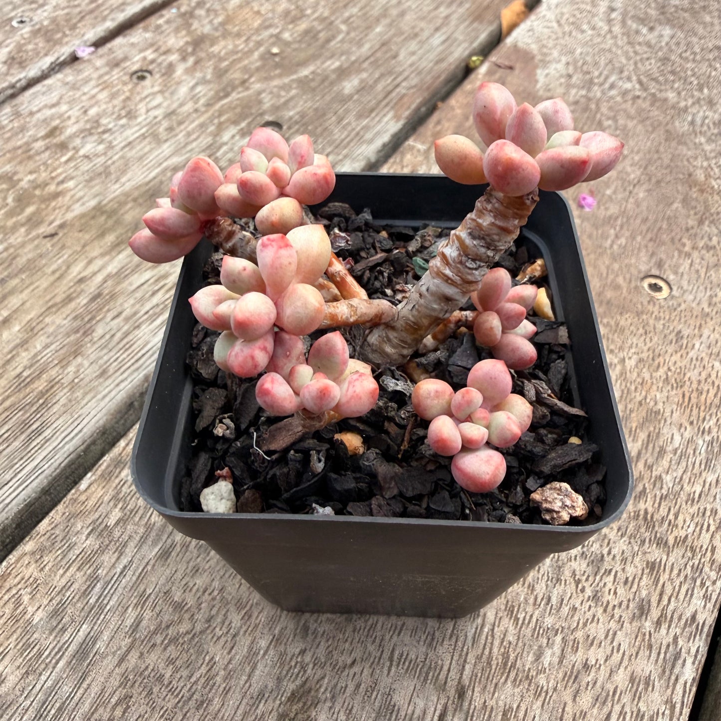 1404 Graptoveria Avant Garde (Round Leaf Form)
