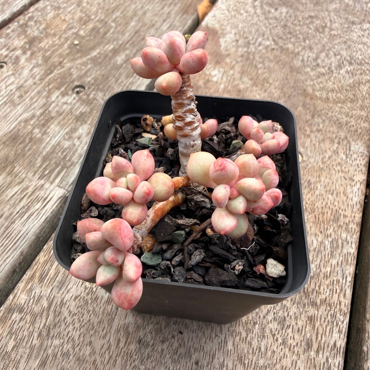 1404 Graptoveria Avant Garde (Round Leaf Form)