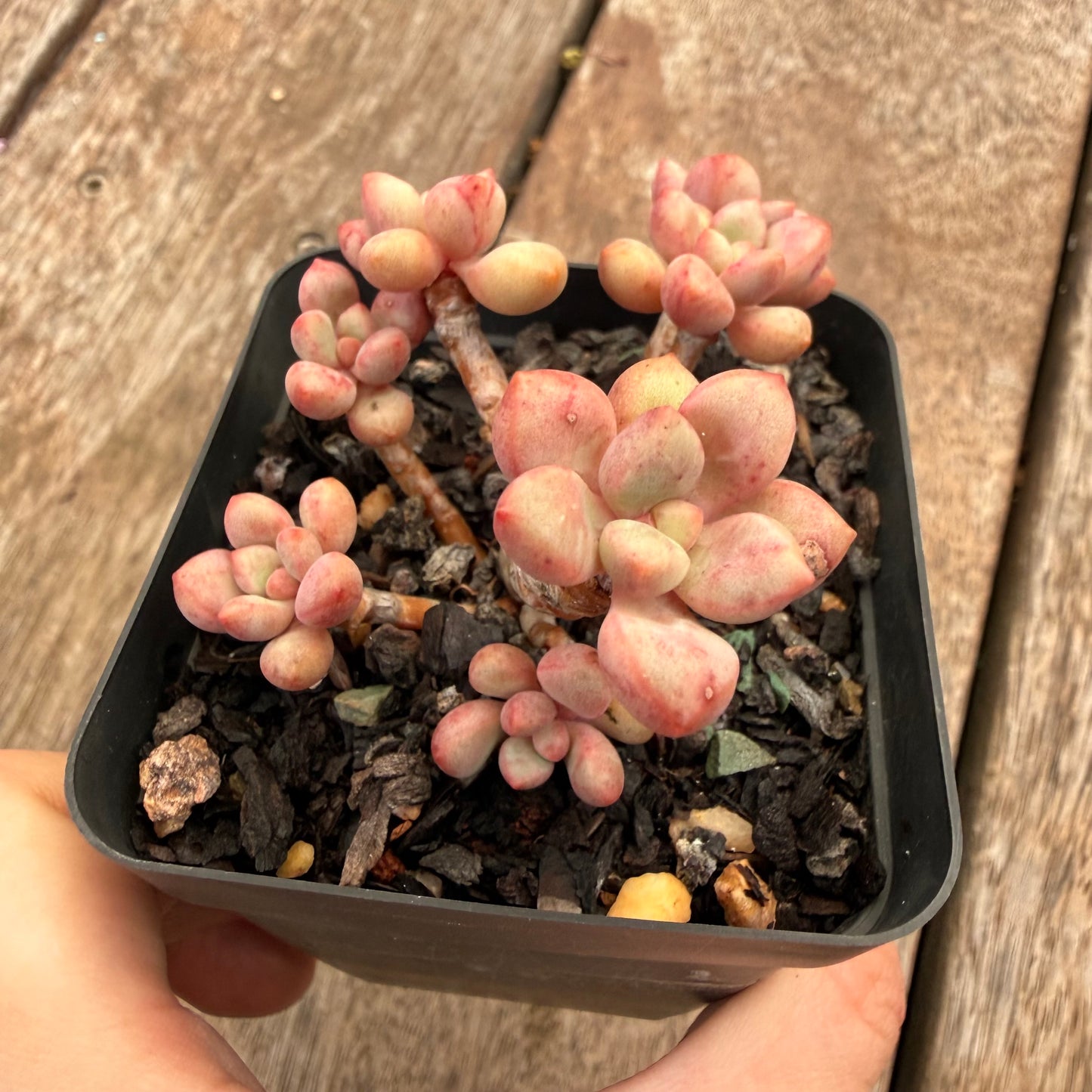 1404 Graptoveria Avant Garde (Round Leaf Form)