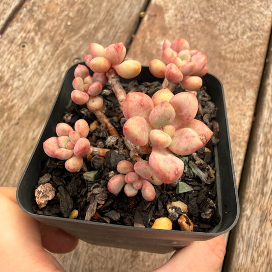 1404 Graptoveria Avant Garde (Round Leaf Form)